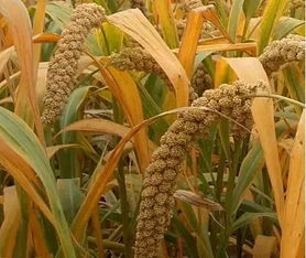 秋种一粒栗，春收万颗子 浅谈农作物种子生产的奥秘