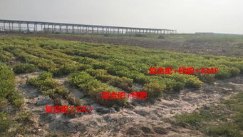 盐碱地焕发新生机 经济作物绿色高效生产关键技术研发与示范项目核心区成功测产验收