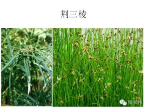 高清杂草图谱与除草剂施用指南 助力农作物种子生产提质增效
