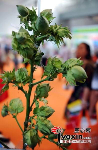 新疆国际农业种业博览会 新奇作物吸睛，种业创新引领未来