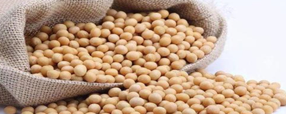 四大油料作物及其种子生产概述