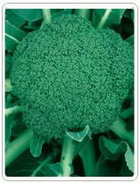 北京华耐种子公司 深耕农业之芯，助力丰收之本