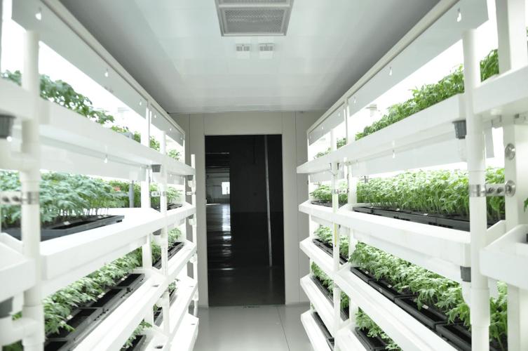沈阳秋实:"植物工厂"引领农业未来